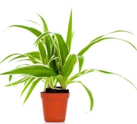 哪些绿植适合在室内养(净化空气还好看的10大室内植物)-图片4